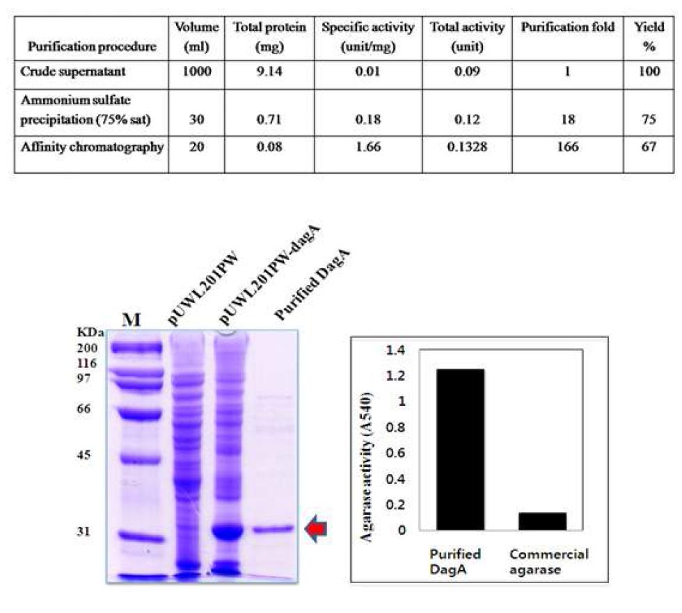 정제 단계별 효소역가(위) 및 정제된 DagA의 SDS-PAGE 분석과 시판되는 제품과의 효소역가 비교(아래).