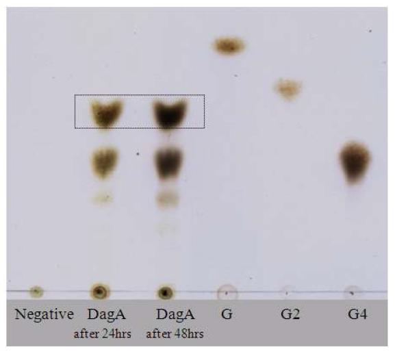 DagA에 의해 가수분해된 agarose의 Thin layer chromatography (TLC) 분석.