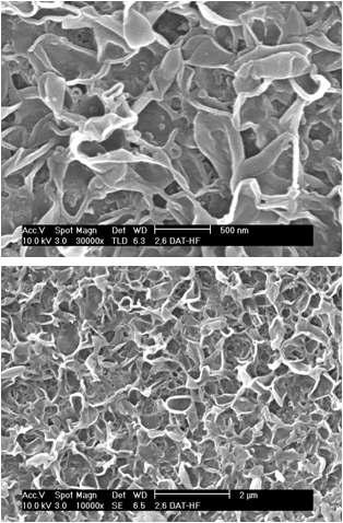 중공사형 복합막 활성층 표면의 SEM 사진