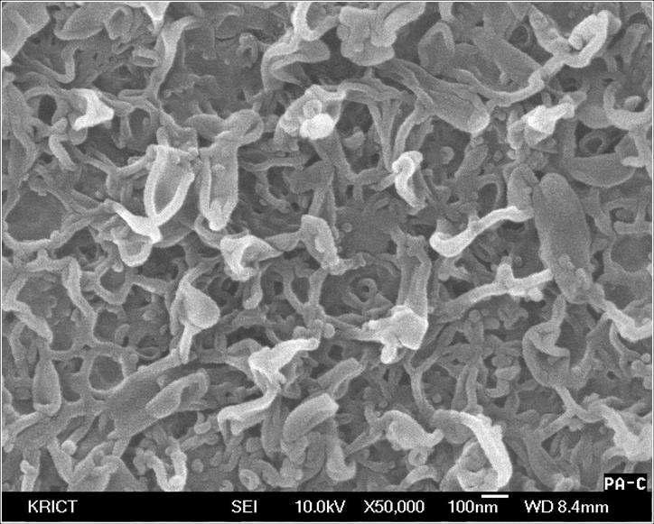 SEM picture of the surface layer of the TFC RO membrane