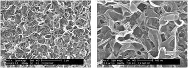 SEM pictures of the surface of the hollow fiber type TFC RO membranes