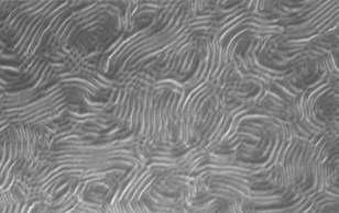 플라스틱 기판에 전이시킨 수직 배향 PS(80k)-PMMA(80k)에 의한 nanogroove형 나노템플레이트에 ALD로 증착된 나노전극의 FE-SEM 이미지