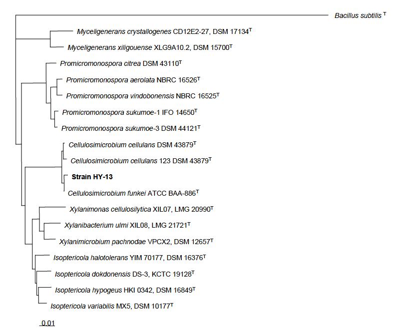 Neighbour-joining tree, based on 16S rRNA gene sequences, showing the phylogenetic position of HY-13 with respect to species of the genus Cellulosimicrobium.