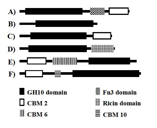 Domain structures of HY-13 xylanase (XylK1) and the related bacterial GH10 xylanases.