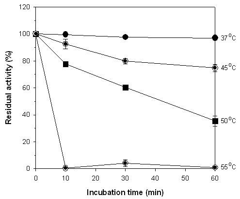 Effect of temperature on the stability of XylG.