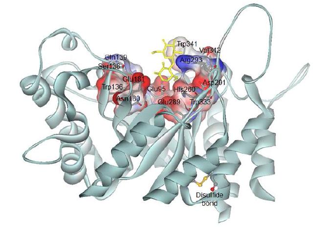 Homology model for S. thermocarboxydus HY-15 endo-β-1,4-xylanase.