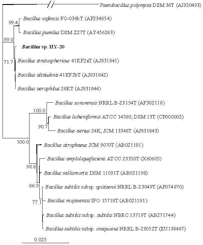 Neighbour-joining tree, based on 16S rRNA gene sequences, showing the phylogenetic position of HY-20 with respect to species of the genus Bacillus.