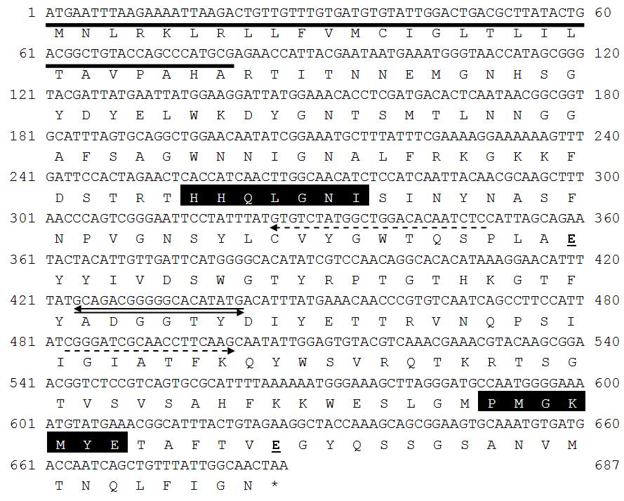 Nucleotide sequence of the gene encoding XylP.