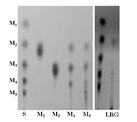 TLC analysis of hydrolysis products of mannooligosaccharides and LBG by ManK.