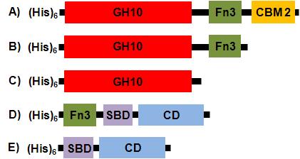 Various recombinant enzymes constructed to evaluate the functions of a Fn3 domain within XylK1.