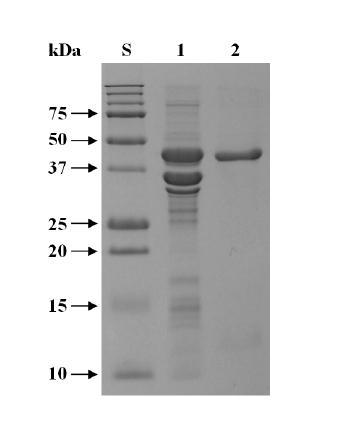 SDS-PAGE of the purified XylK2ΔFn3-CBM 2. Lane S, standard marker proteins; lane 1, proteins from inclusion bodies; lane 2, purified recombinant enzyme.