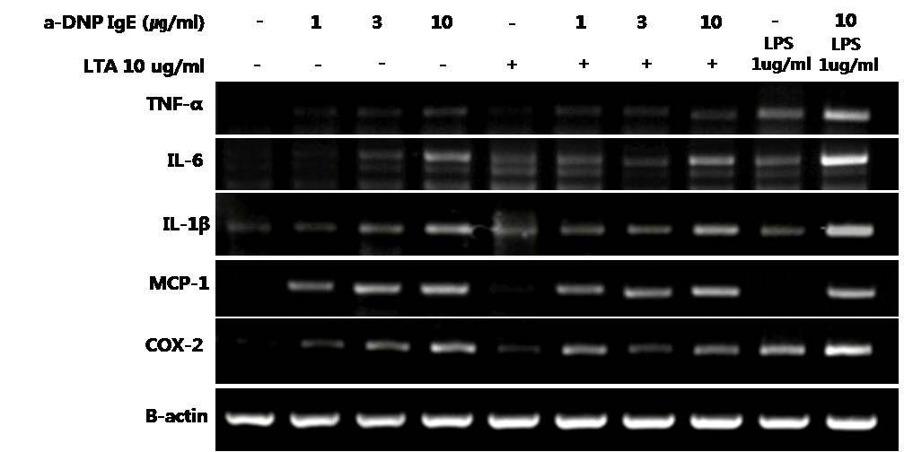 RBL-2H3세포에서 anti-DNP IgE와 LTA, 또는 LPS와의병용처리 시 싸이토카인 및 케모카인 발현변화 양상