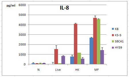 K8, K5-5, SBC41, HY39 4가지 유산균을 microfludizer 처리시 IL-8induction test