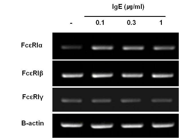 RBL-2H3세포에서 IgE에 의한 FcεRI들의 발현변화 양상