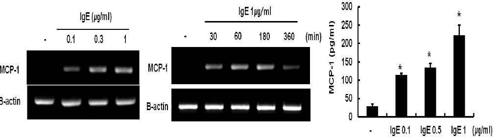 RBL-2H3세포에서 IgE의 농도와 시간에 따른 처리에 의한MCP-1의 발현변화 양상