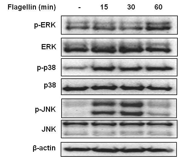 KU812세포에서 flagellin 자극에 의한 MAPKinase 활성화 양상