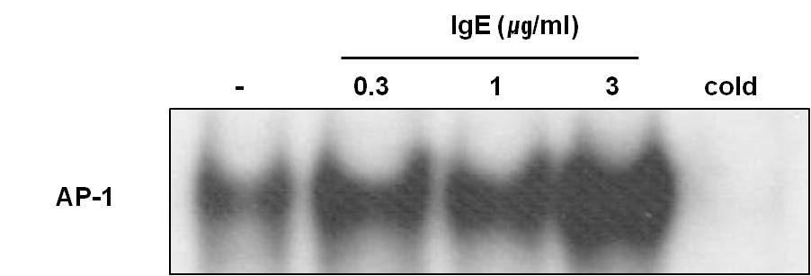 RBL-2H3세포에서 IgE 자극에 따른 전사조절인자인 AP-1의 활성화 증가