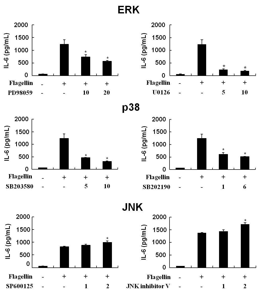 KU812세포에서 flagellin에 의한 IL-6 분비에 MAP kinase인ERK와 p38 이 관여됨을 확인