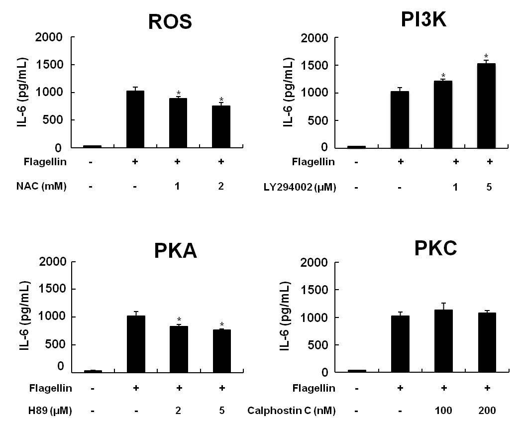 KU812세포에서 flagellin에 의한 IL-6분비에 ROS와 PKA가 관여됨을 확인