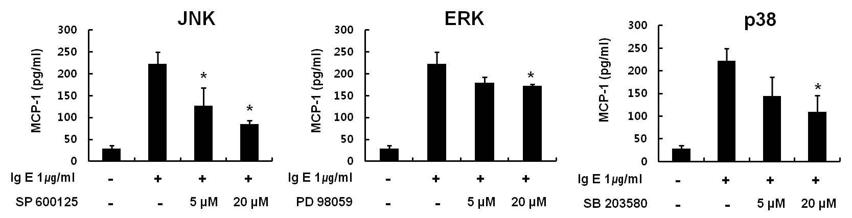 IgE에 의한 MCP-1발현 증가에 MAP kinases인 JNK, ERK, p38이관여됨을 확인