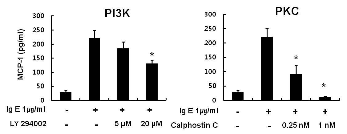 RBL-2H3세포에서 IgE에 의한 MCP-1발현증가에PI3K와 PKC가 관여됨을 확인