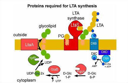 LTA 생산 기작과 관련 단백질들 (Angelika Grundling homepage 참조)