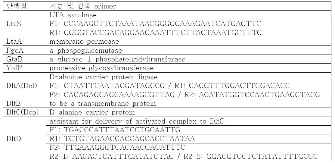 LTA 생산 관련 단백질 기능 및 검출 primer