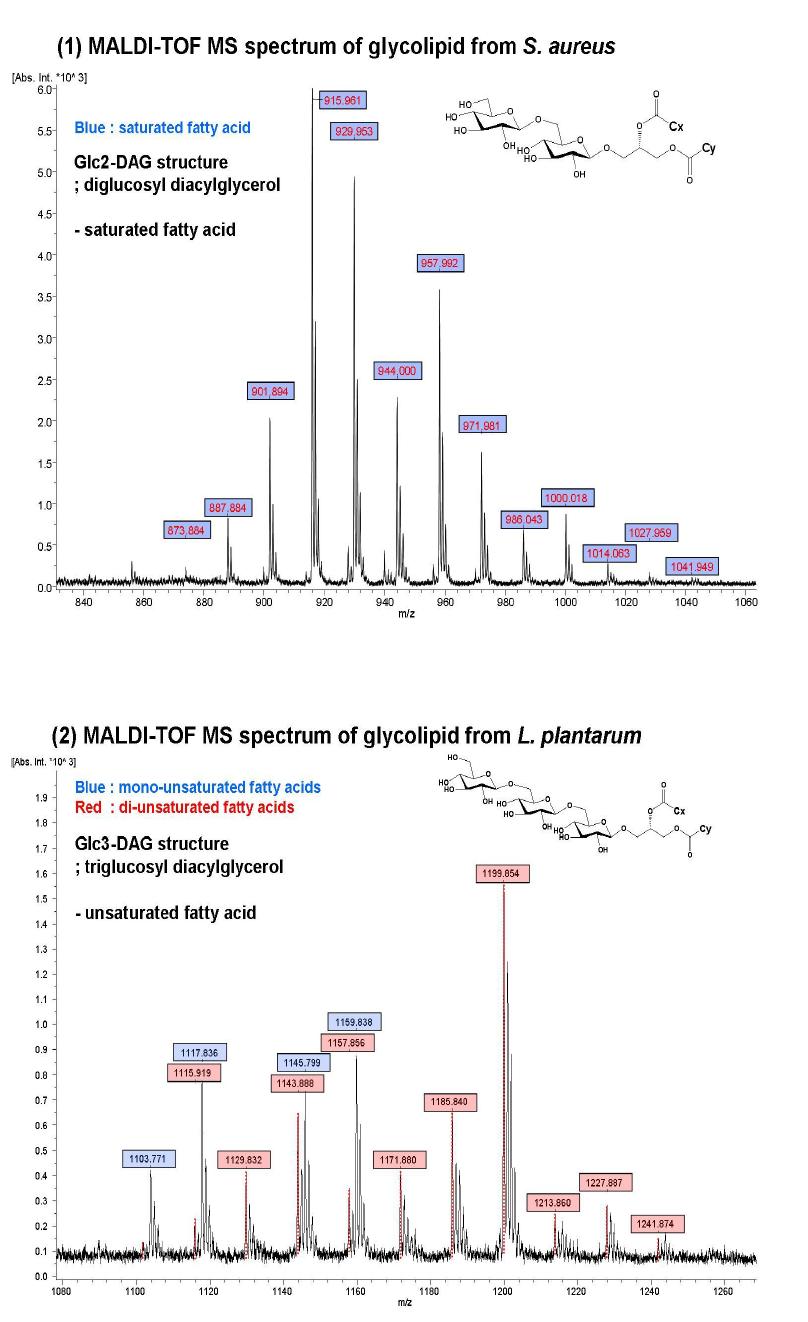 LTA의 당지질 분석(MALDI-TOF)