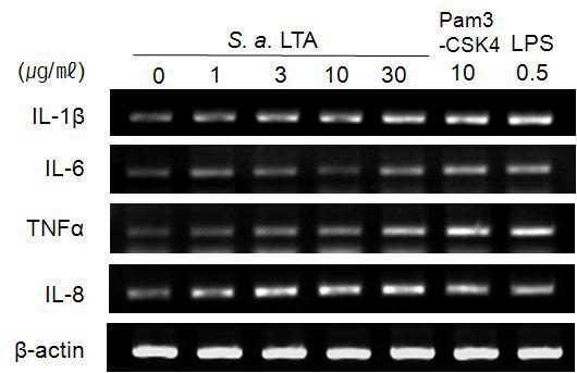 KU812세포에서 S. aureus LTA, LPS, Pam3CSK에 의한 비만세포 활성관련 인자들의 발현 변화양상