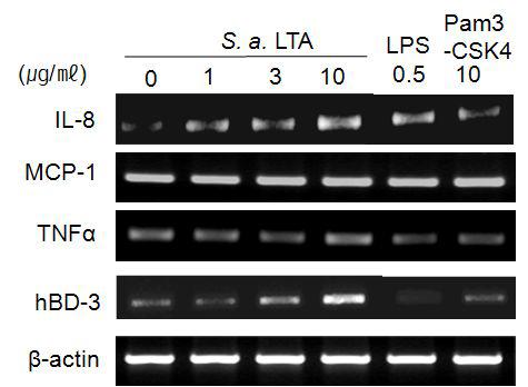 HMC-1세포에서 S. aureus LTA, LPS, Pam3CSK에 의한비만세포 활성관련 인자들의 발현 변화양상