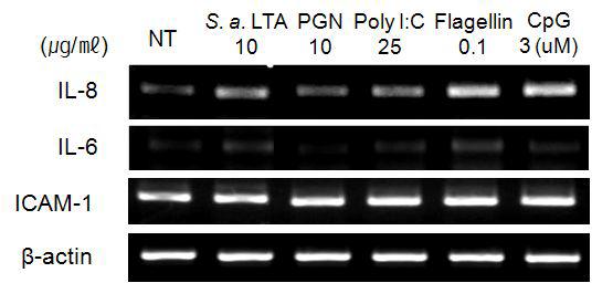 HMC-1세포에서 S. aureus LTA, PGN, flagellin, CpGDNA에 의한 비만세포 활성관련 인자들의 발현 변화양상