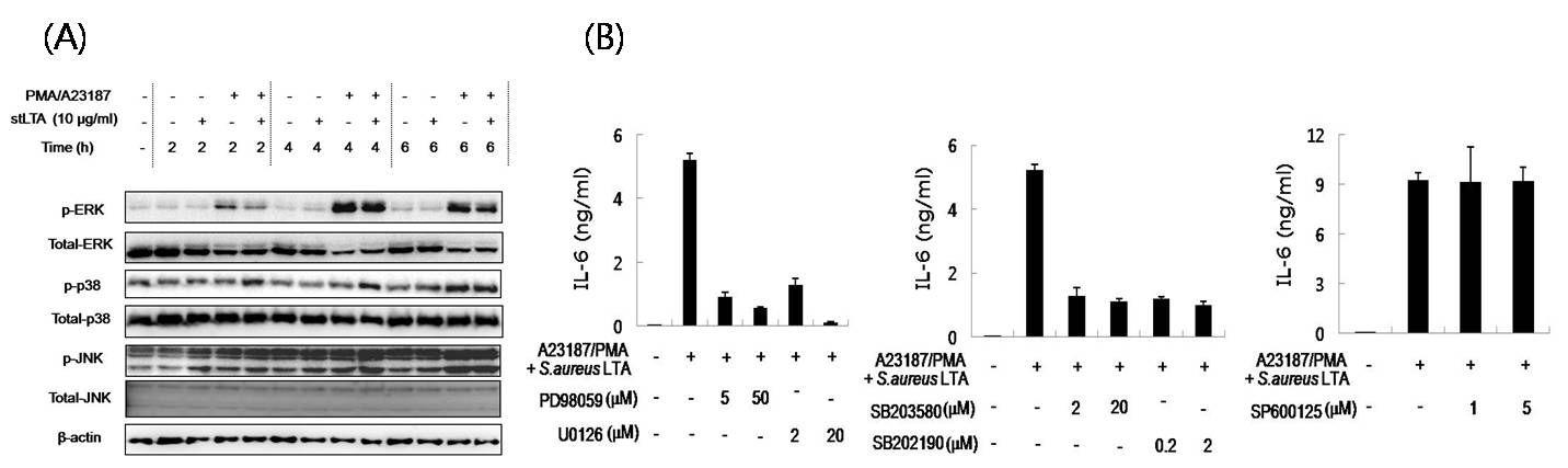 KU812세포에서 LTA와 PMA/A23187에 의한 MAPK 활성화양상(A)과 LTA와PMA/A23187의 신호전달에 있어서 MAPK의 억제제들의 영향(B)