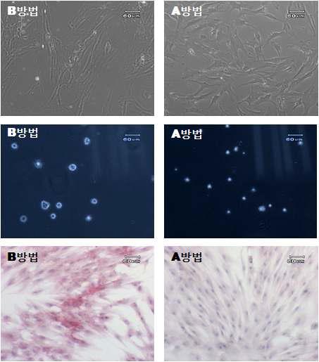 Culture method에 따른 세포크기 변화 및 alkaline phosphatase 활성의 변화