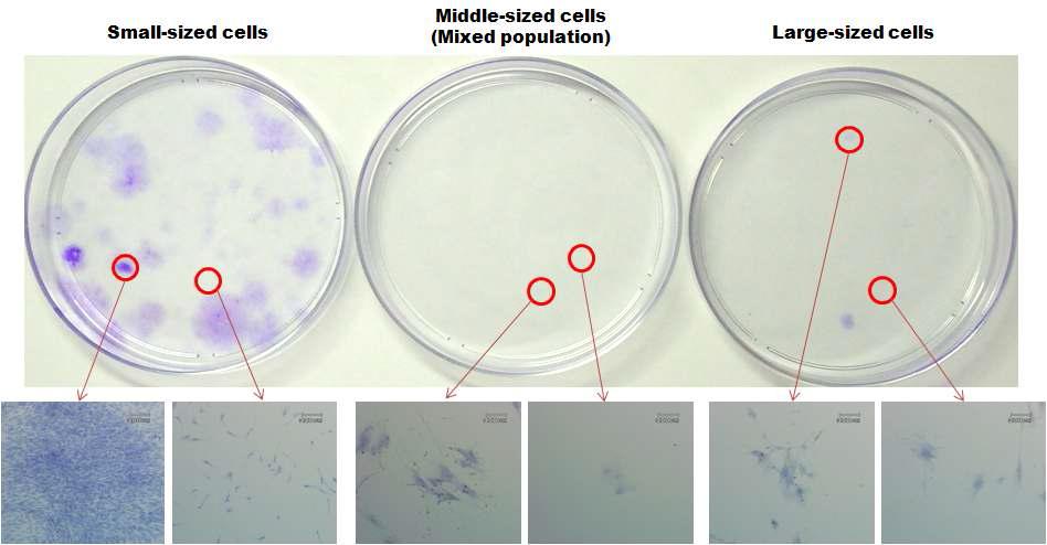 Cell sorting후, 세포크기에 따른 colony형성능력의 차이