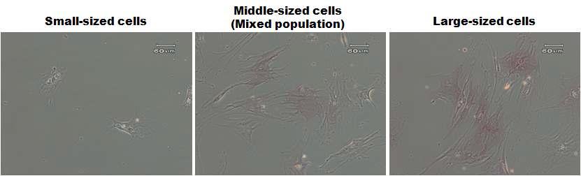 cell sorting후, 세포크기에 따른 alkaline phosphatase 발현의 차이