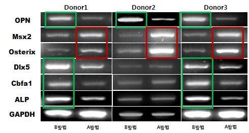 배양방법에 따른 골분화 유전자 발현의 변화.