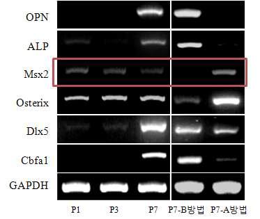 배양방법에 따른 중간엽 줄기세포의 골 분화 관련 유전자들의 발현 변화