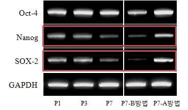 장기간 배양에 따른 pluripotency 표지 유전자들의 발현 변화