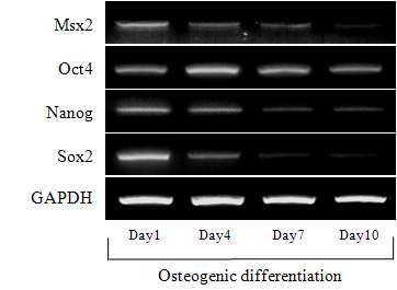 골아 세포로의 분화기간 동안의 Sox2, Nanog, Oct4, 그리고 Msx2의 발현 변화