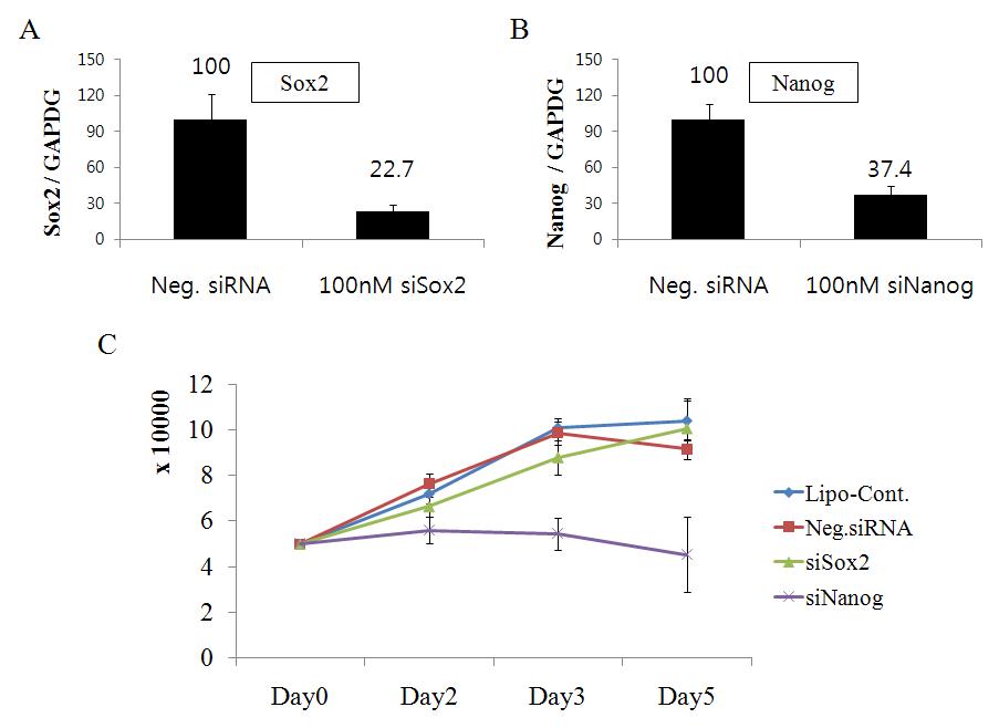siRNA를 이용한 Sox2와 Nanog 유전자의 발현 감소와 증식능력의 변화