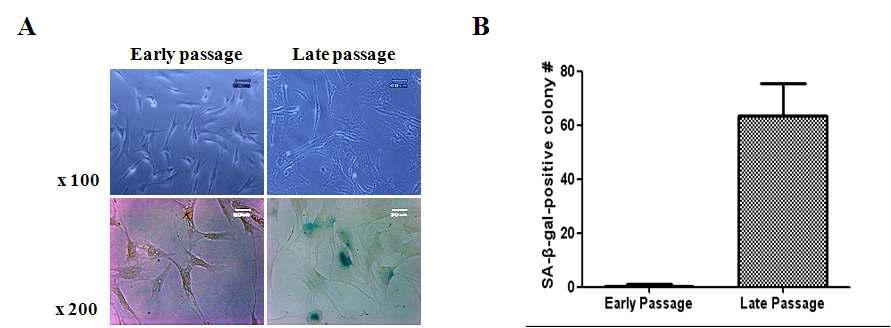 골수유래 중간엽 줄기세포의 노화정도 확인을 위한 SA-β-GAL Assay.