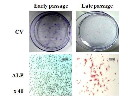 중간엽 줄기세포의 콜로니 형성능력을 알아보기 위한 crystal violet (CV)염색과 골분화 표지인자인 alkaline phosphatase 염색에 대한 결과.