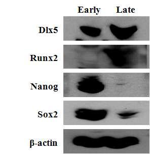 초기계대 중간엽 줄기세포와 후기계대 중간엽 줄기세포의 골분화/줄기성 관련 유전자의 상반된 발현 패턴.