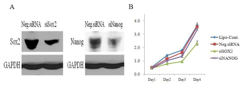 Sox2와 Nanog의 RNA 저해가 중간엽 줄기세포의 증식능력에 미치는 영향.