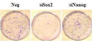 Sox2와 Nanog의 RNA 저해가 중간엽 줄기세포의 콜로니 형성능력에 미치는 영향.