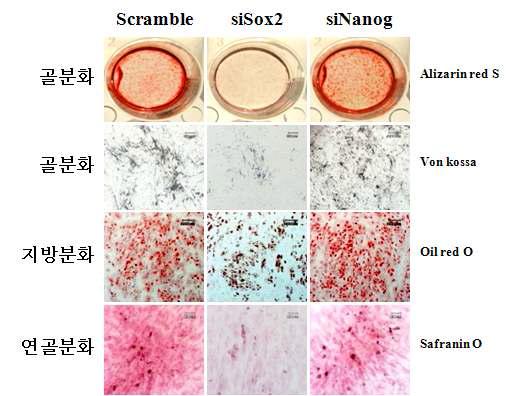 Sox2와 Nanog의 RNA 저해가 중간엽 줄기세포의 분화능력에 미치는 영향.