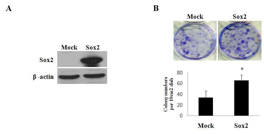 Sox2의 과발현이 중간엽 줄기세포의 콜로니 형성능력에 미치는 영향.