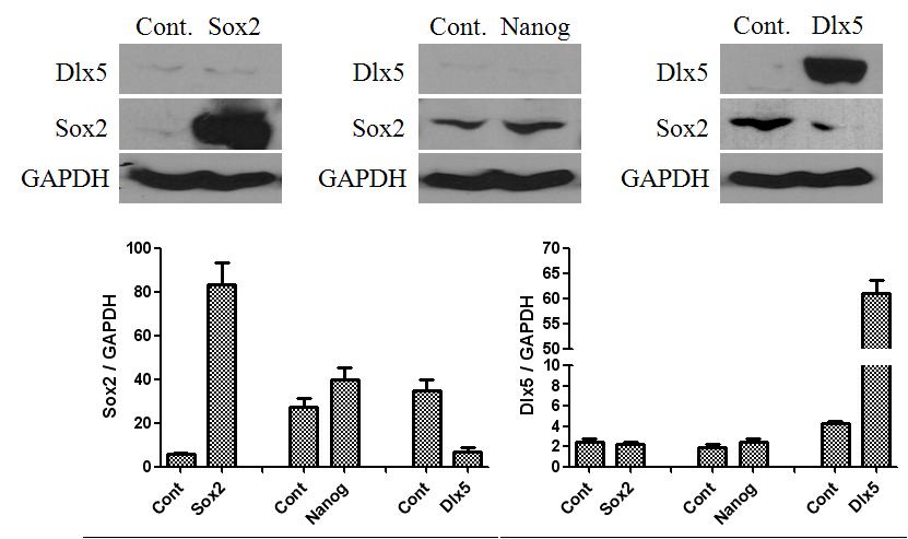 골분화 유전자인 Dlx5의 과발현이 줄기성 유전자인 Sox2 발현에 미치는 영향.