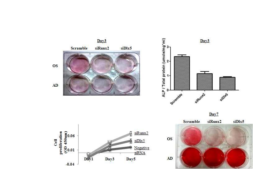 Runx2와 Dlx5의 발현 억제가 중간엽 줄기세포의 증식에 미치는 영향.