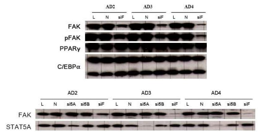 지방세포 분화과정동안 FAK와 STAT5의 억제에 의한 유전자들의 발현 분석